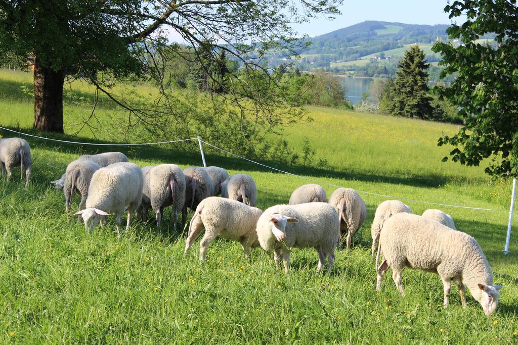 Bauernhof Schink Villa Zell am Moos Exteriör bild